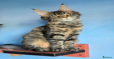 Maine Coon cats - Advert 14