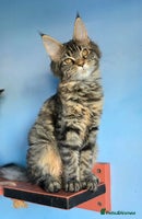 Maine Coon cats - Advert 14