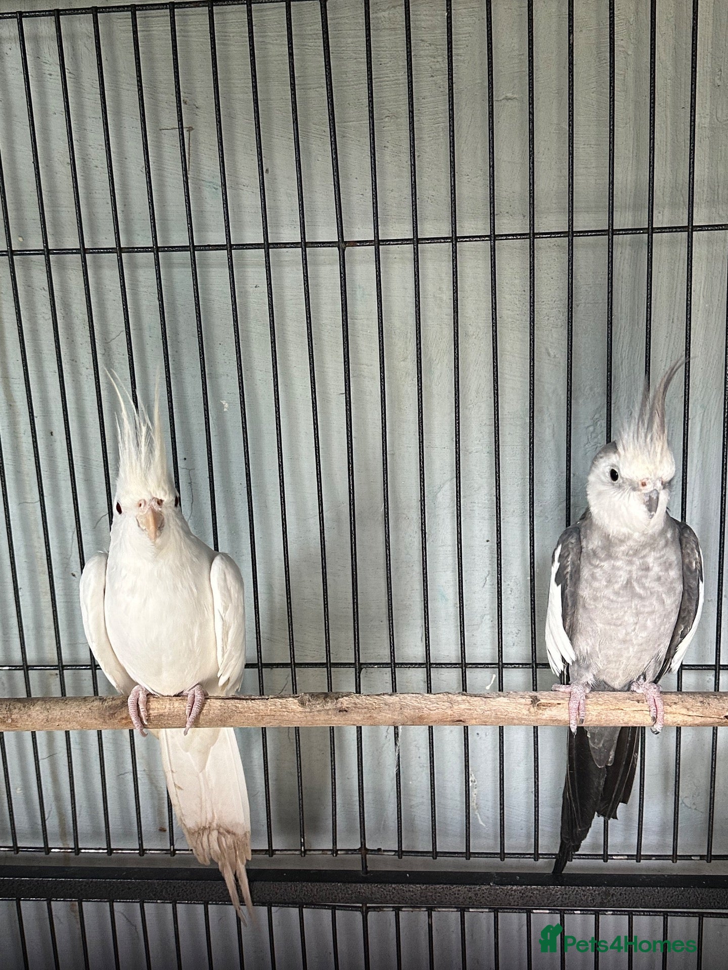 Cockatiels birds Bonded pair of Coctail & Kakari  - Advert 3