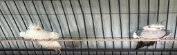Cockatiels birds for sale: Bonded pair of Coctail & Kakari  - Advert 1