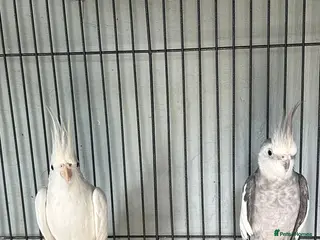 Cockatiels birds Bonded pair of Coctail & Kakari - Advert 3