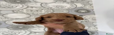Cockapoo 2