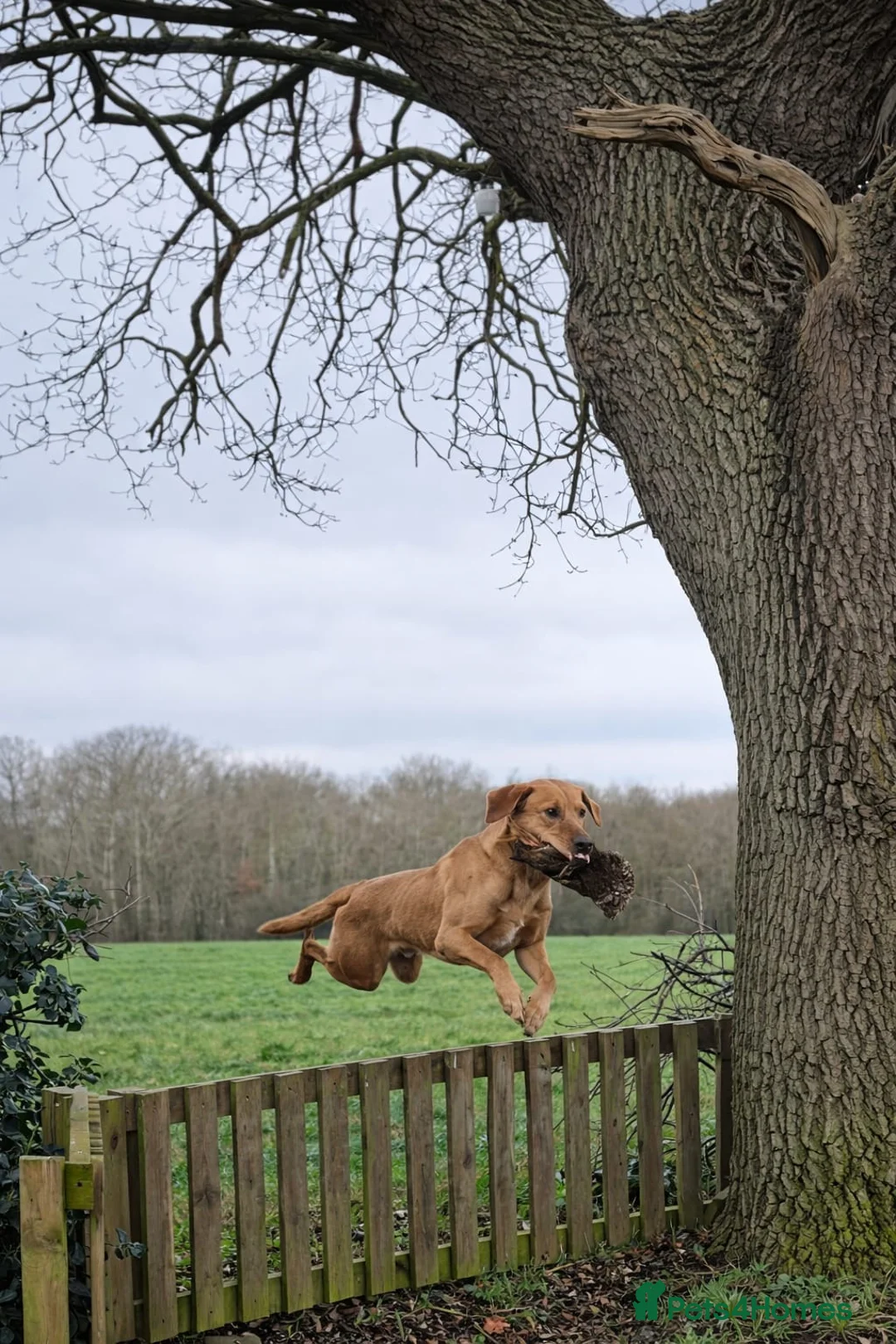 Labrador Retriever dogs for stud: Drakeshead lines fox red stud fully health tested  - Advert 2