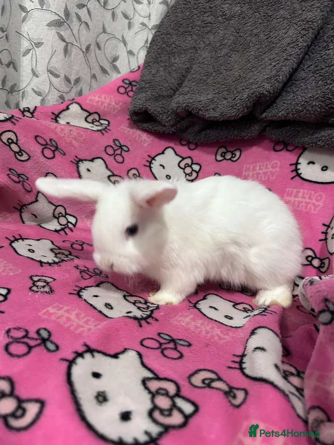 Mixed Breed rabbits for sale: Mini lop x Dutch  - Advert 3