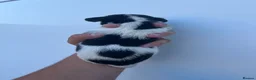 Jack Russell dogs for sale: 5 adorable Jack Russell puppies 🐶❤️ - Advert 8