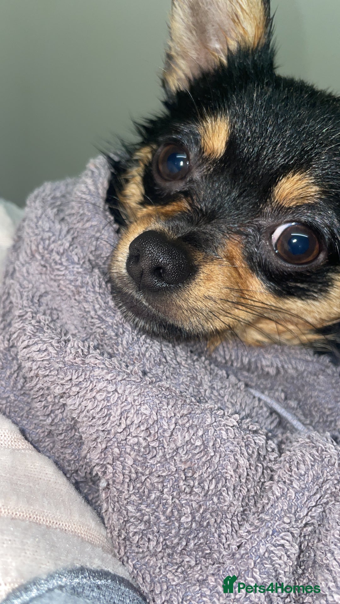 Chihuahua dogs for sale: Beautiful Chihuahua   - Image 3