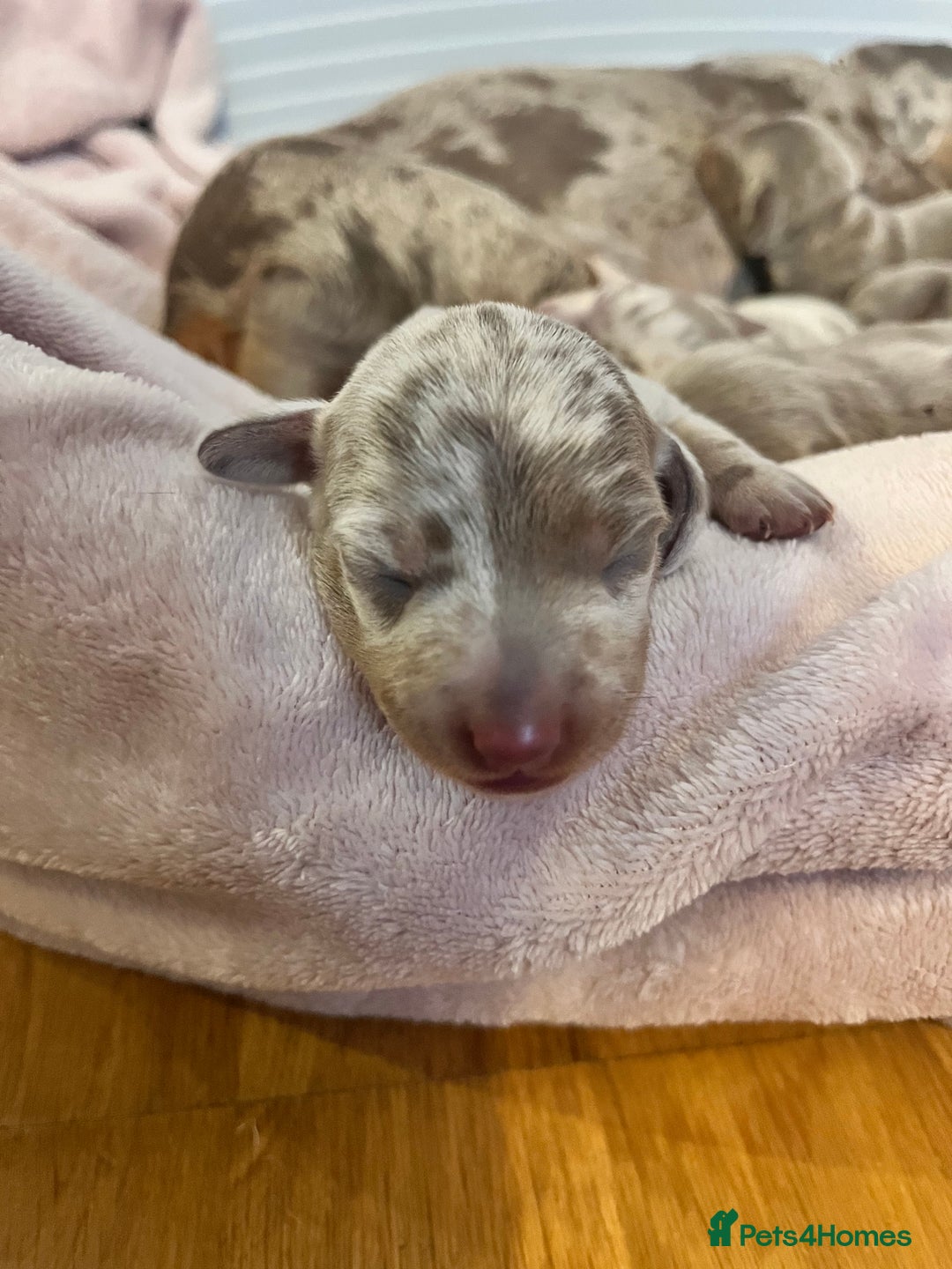 Miniature Dachshund dogs for sale: 🖤🐶Beautiful Miniature Dachshund Puppies🖤🐶!! - Image 24