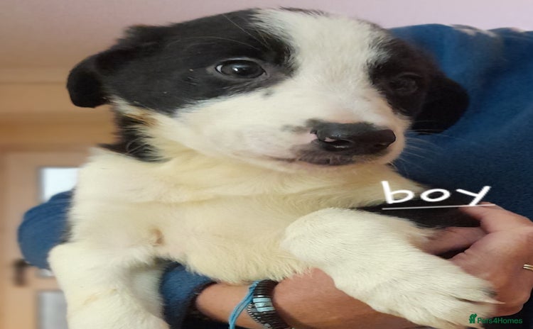 Border Collie dogs - Advert 16