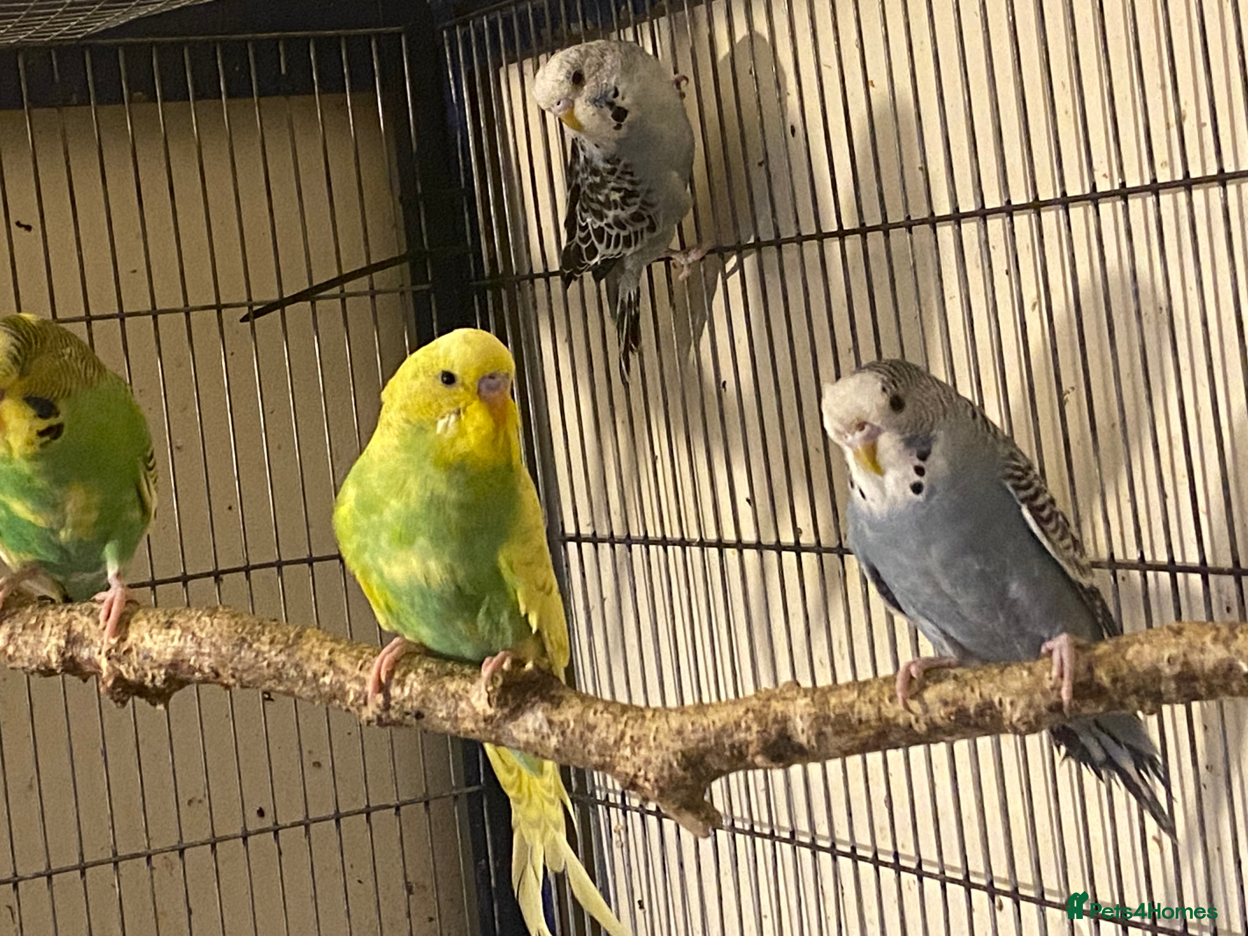 Budgerigars birds Reserved until 07/12/2025 2 Baby budgies for sale  - Advert 13