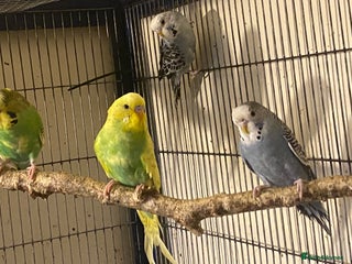 Budgerigars birds 2 Baby budgies for sale - Advert 3