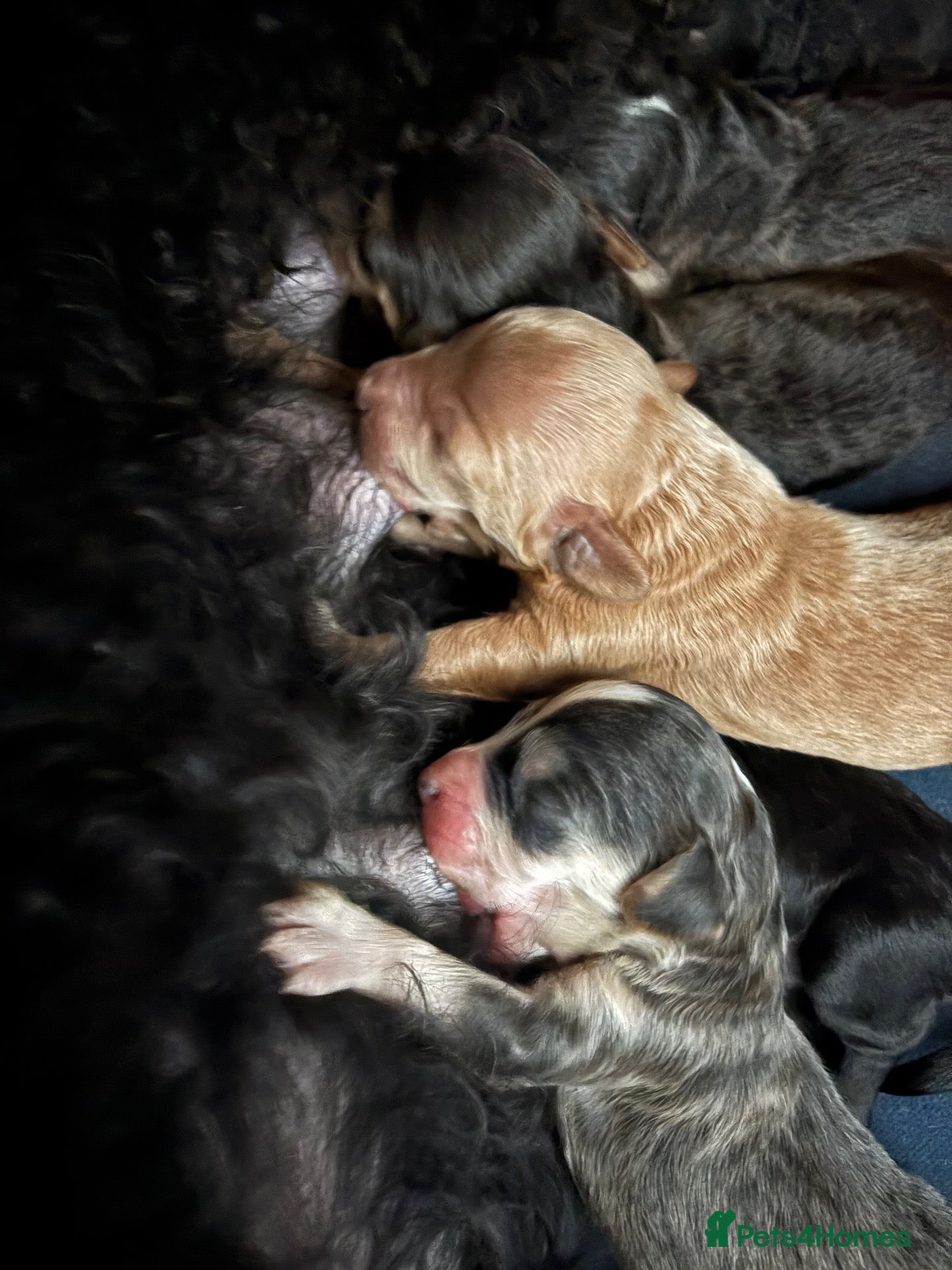 Cockapoo dogs for sale: GORGEOUS F1 COCKAPOO PUPPIES 💕 - Advert 8