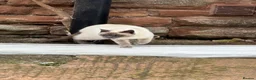 Mixed Breed cats for sale: Bengal X ragdoll  - Advert 5