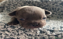 French Bulldog dogs for sale: French bulldog puppies  - Image 4