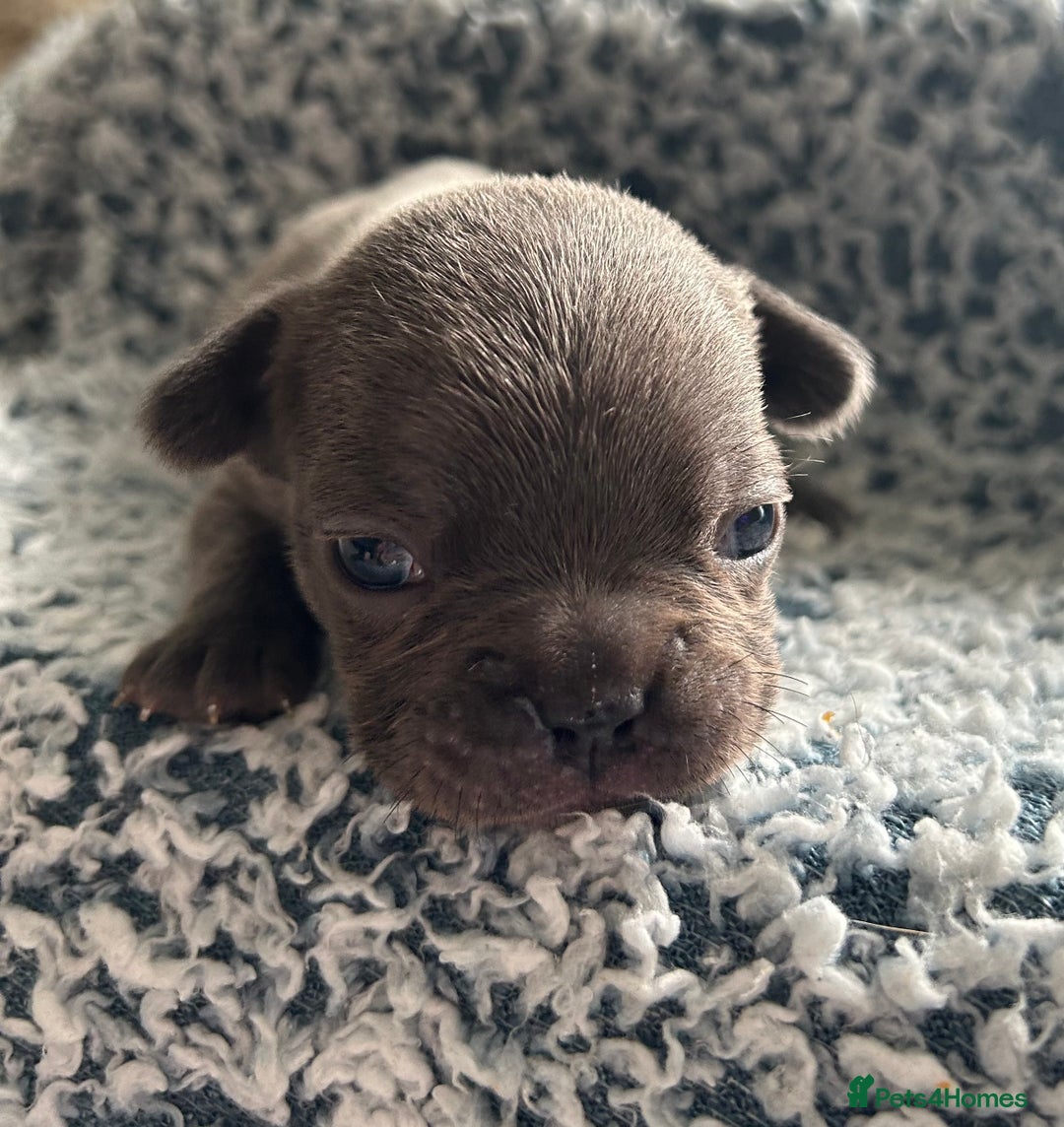 French Bulldog dogs for sale: French bulldog puppies  - Image 4
