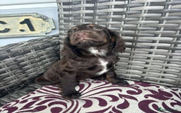 Cocker Spaniel dogs for sale: Chocolate boy 10 weeks old £900 - Image 3