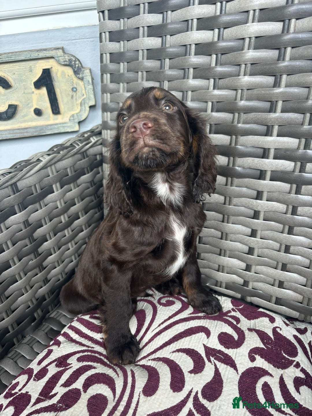 Cocker Spaniel dogs for sale: Chocolate boy 10 weeks old £900 - Image 3