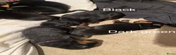 Rottweiler dogs for sale: Germany and America Rottweiler mix - Advert 22