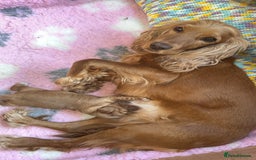 Cocker Spaniel dogs for sale: READY! ONE & ONLY! Adorable Female Cocker Puppy in Cheltenham - Image 25