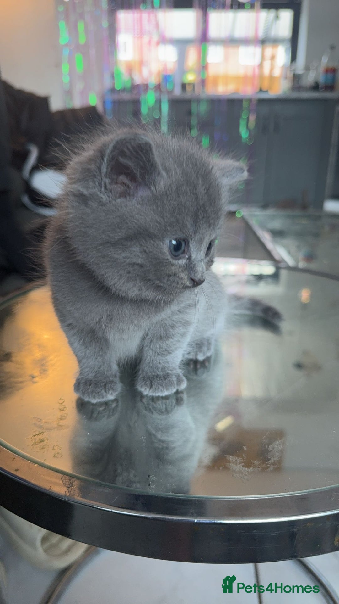 British Shorthair cats for sale: Beautiful british shorthair kittens  - Advert 5