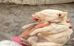 Chihuahua dogs for sale: 💖 Esquire litter of chihuahua puppies 💖 - Advert 6