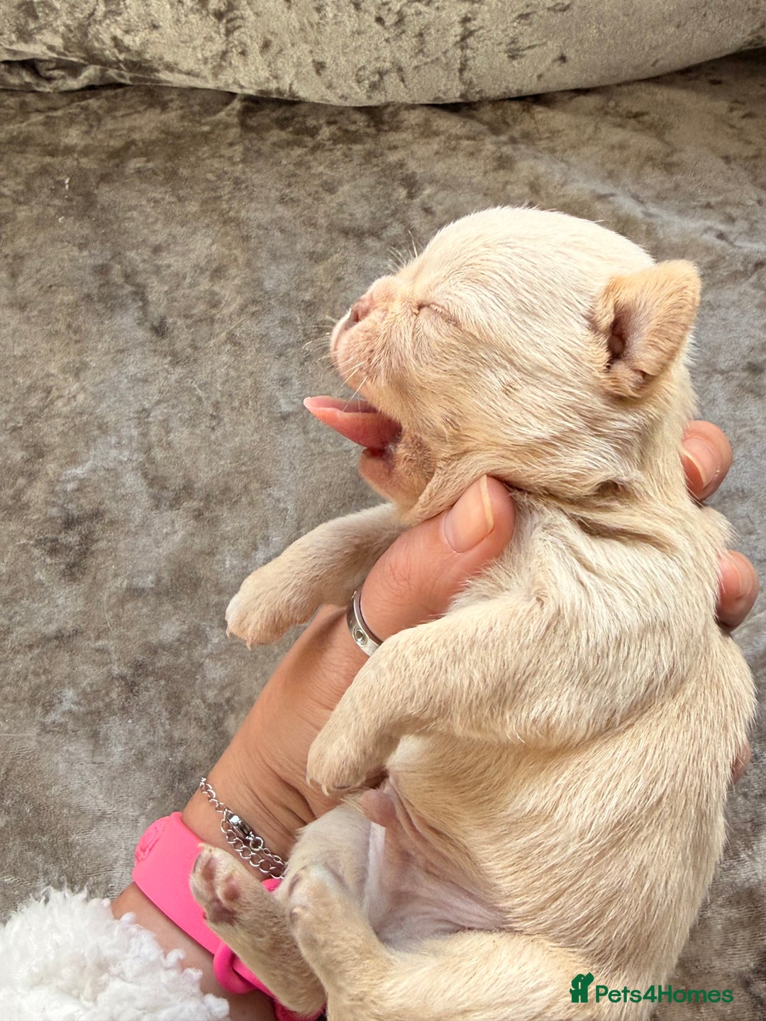 Chihuahua dogs for sale: 💖 Esquire litter of chihuahua puppies 💖 - Advert 6