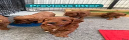Cockapoo dogs for sale: F1b cockapoo puppies fully DNA and health tested. in Lewes - Advert 13