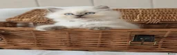 British Shorthair cats for sale: Rare colours British Kittens, ready soon.  - Advert 10