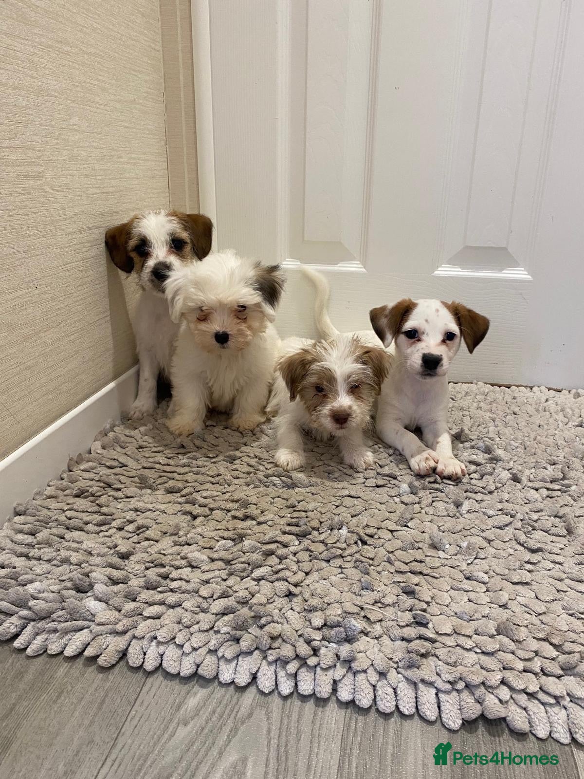 Jack Russell dogs Jack Russell puppies for sale - Advert 1