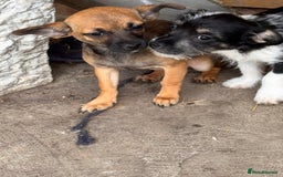 Mixed Breed dogs for sale: 2 beautiful girls ready to go Chihuahua X terrier - Image 5