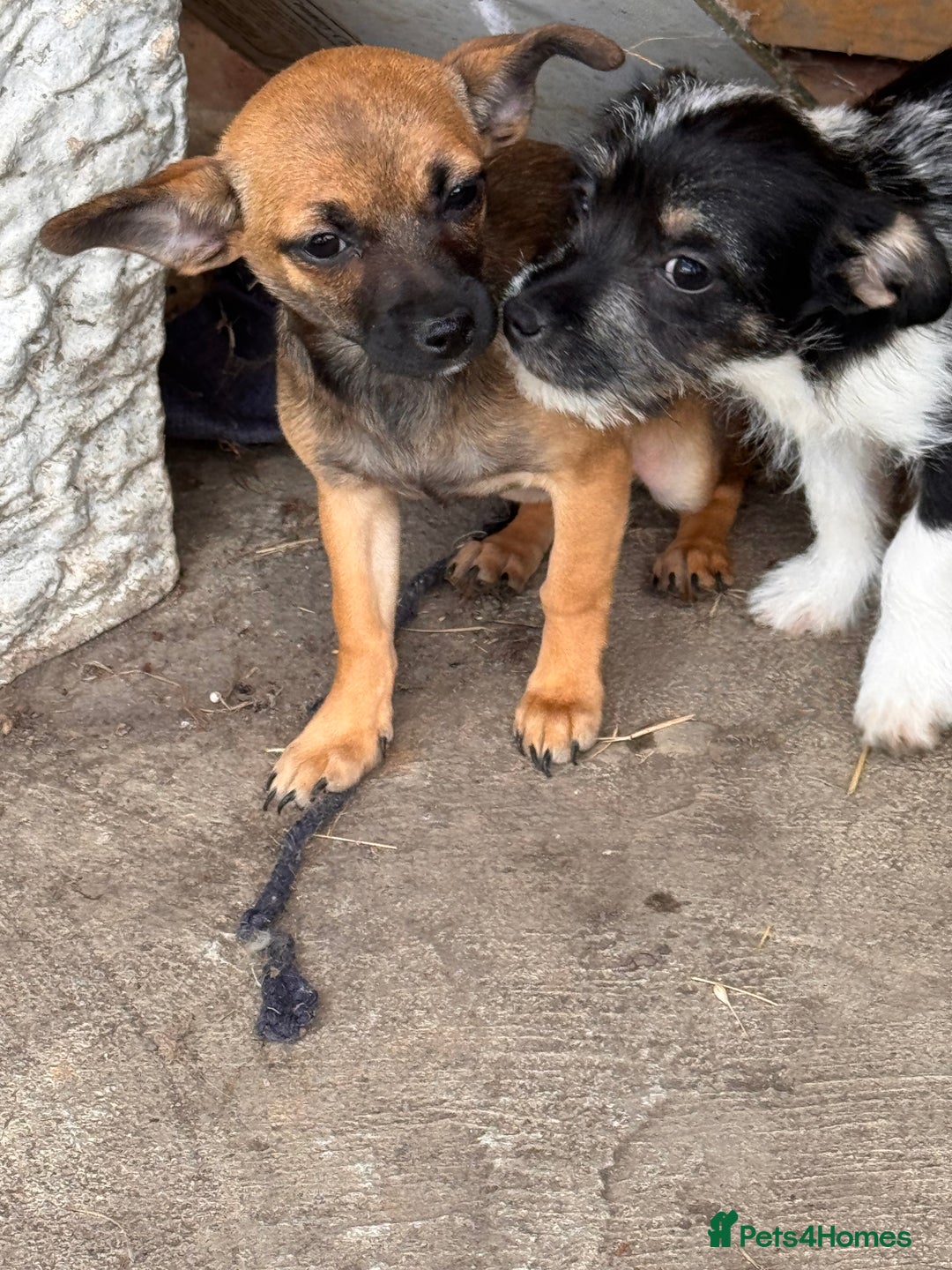 Mixed Breed dogs for sale: 2 beautiful girls ready to go Chihuahua X terrier - Image 5