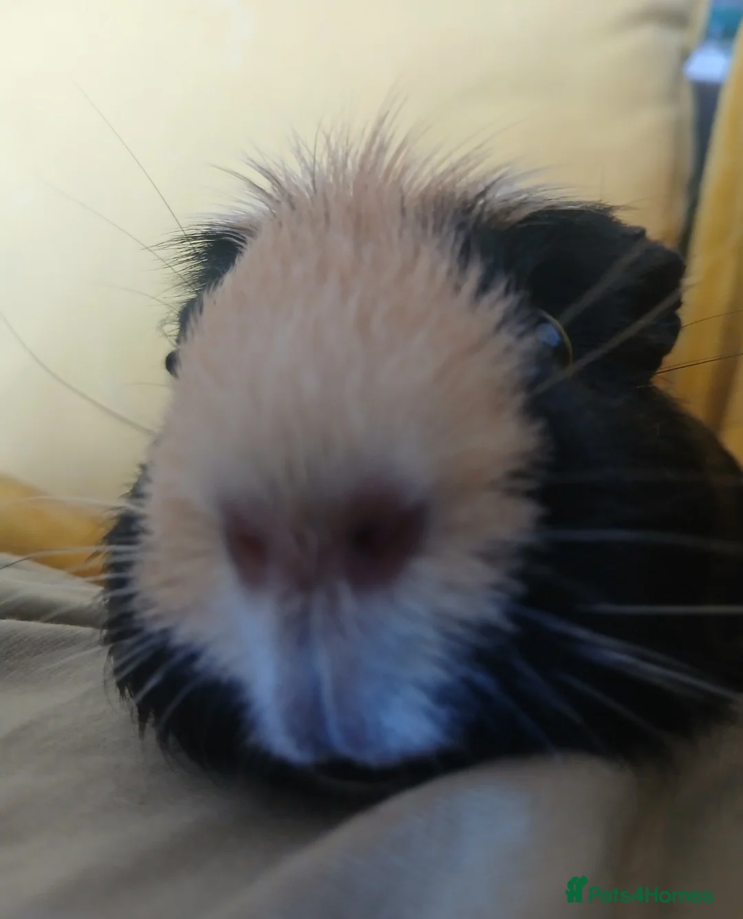 Guinea Pig rodents for sale: 2 female guineapigs for rehome - Advert 4