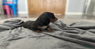 Miniature Dachshund dogs - Advert 7