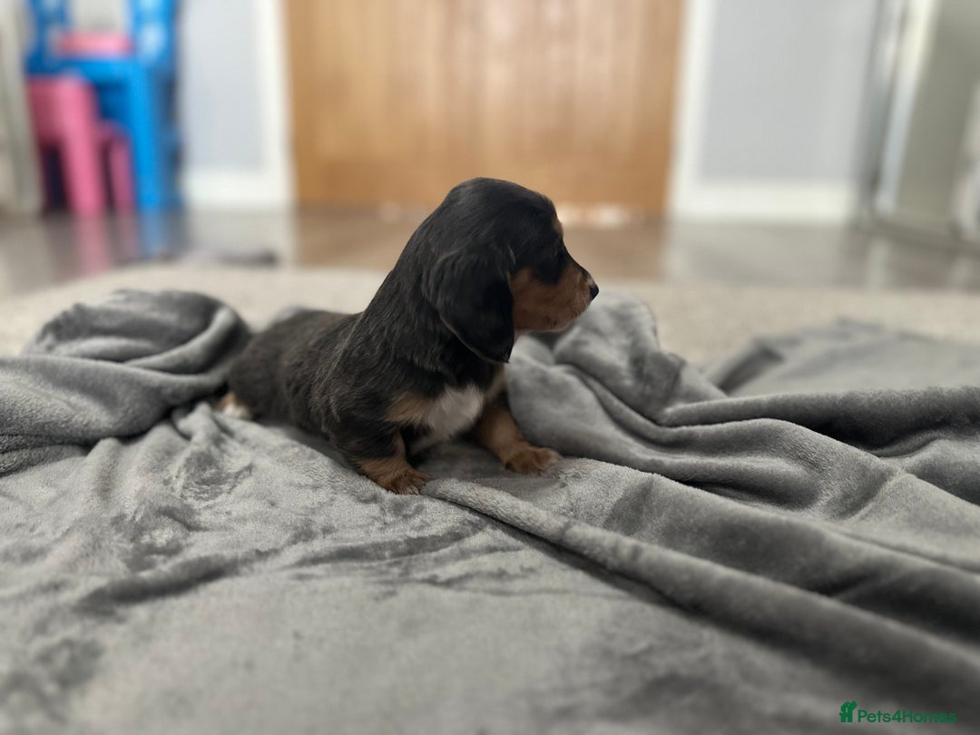 Miniature Dachshund dogs for sale: Long haired miniature dachshund  - Image 3