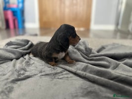 Miniature Dachshund dogs - Advert 7