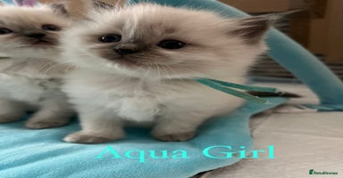 Ragdoll cats - Advert 4