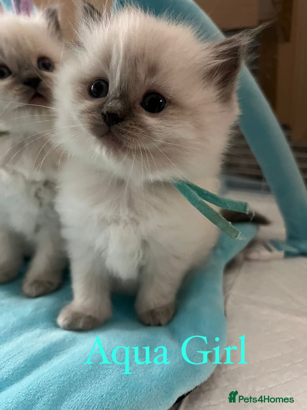 Ragdoll cats for sale: Beautiful Chunky Ragdoll Kittens For Sale - Image 9