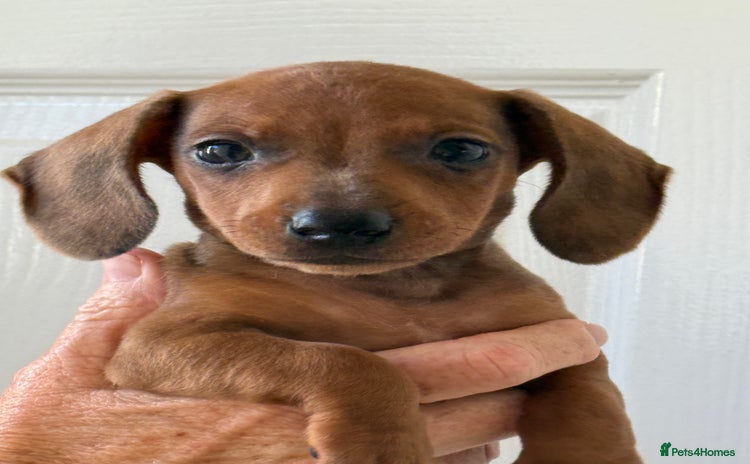 Miniature Dachshund dogs - Advert 10