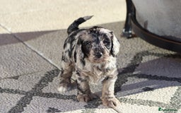 Cockapoo dogs for sale: F1 Cockapoo puppies for sale - Advert 35