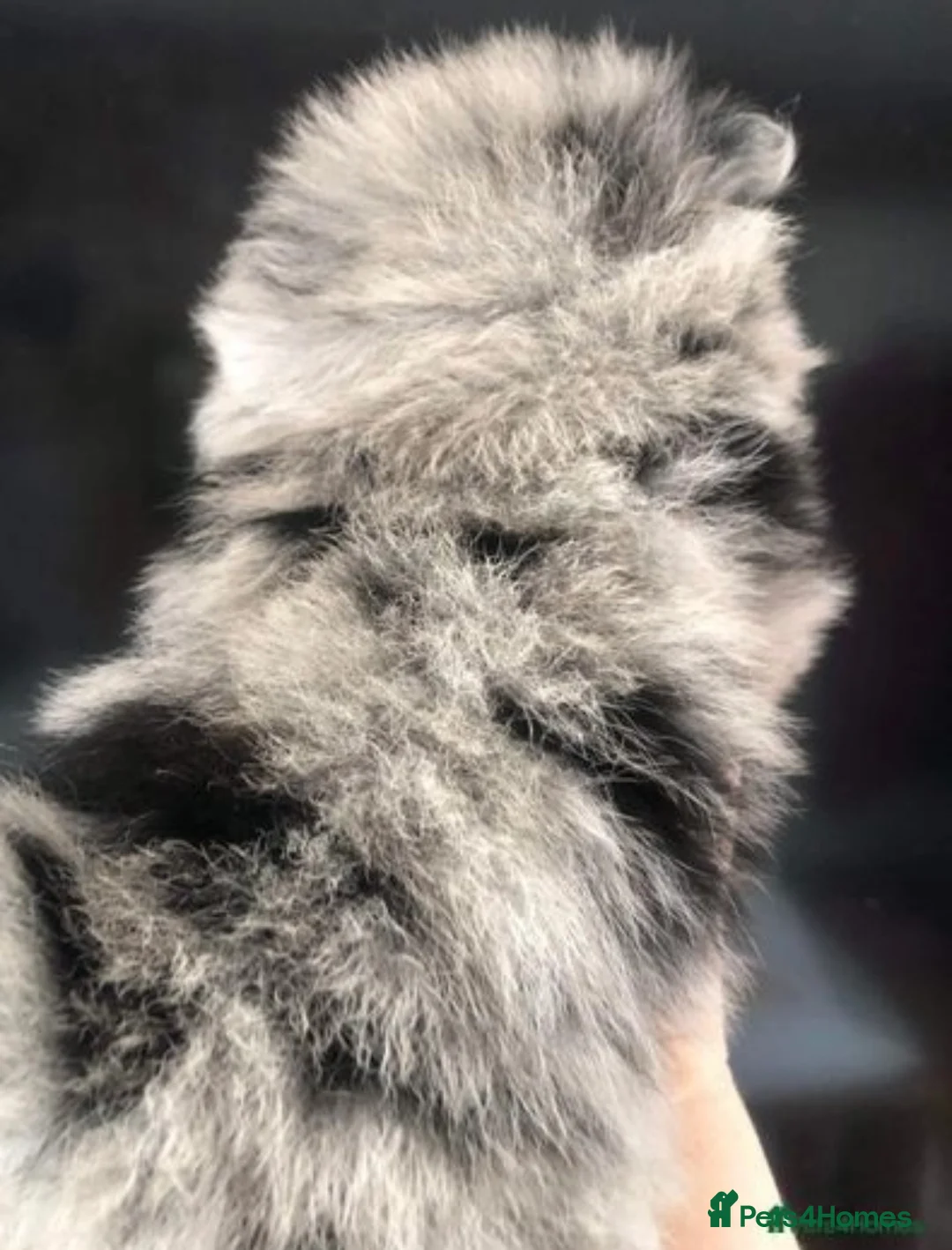 Pomeranian dogs for stud: 💚 RUSSIAN CHOC MERLE 🧸BEAR POM CARRY LILAC/TAN💚 in Romford - Advert 12