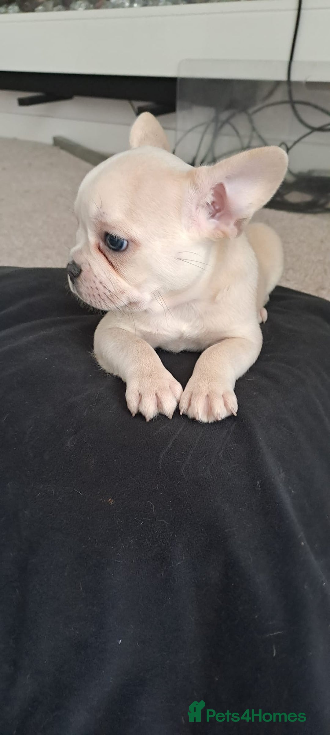 French Bulldog dogs for sale: Chunky french bulldog - Advert 15