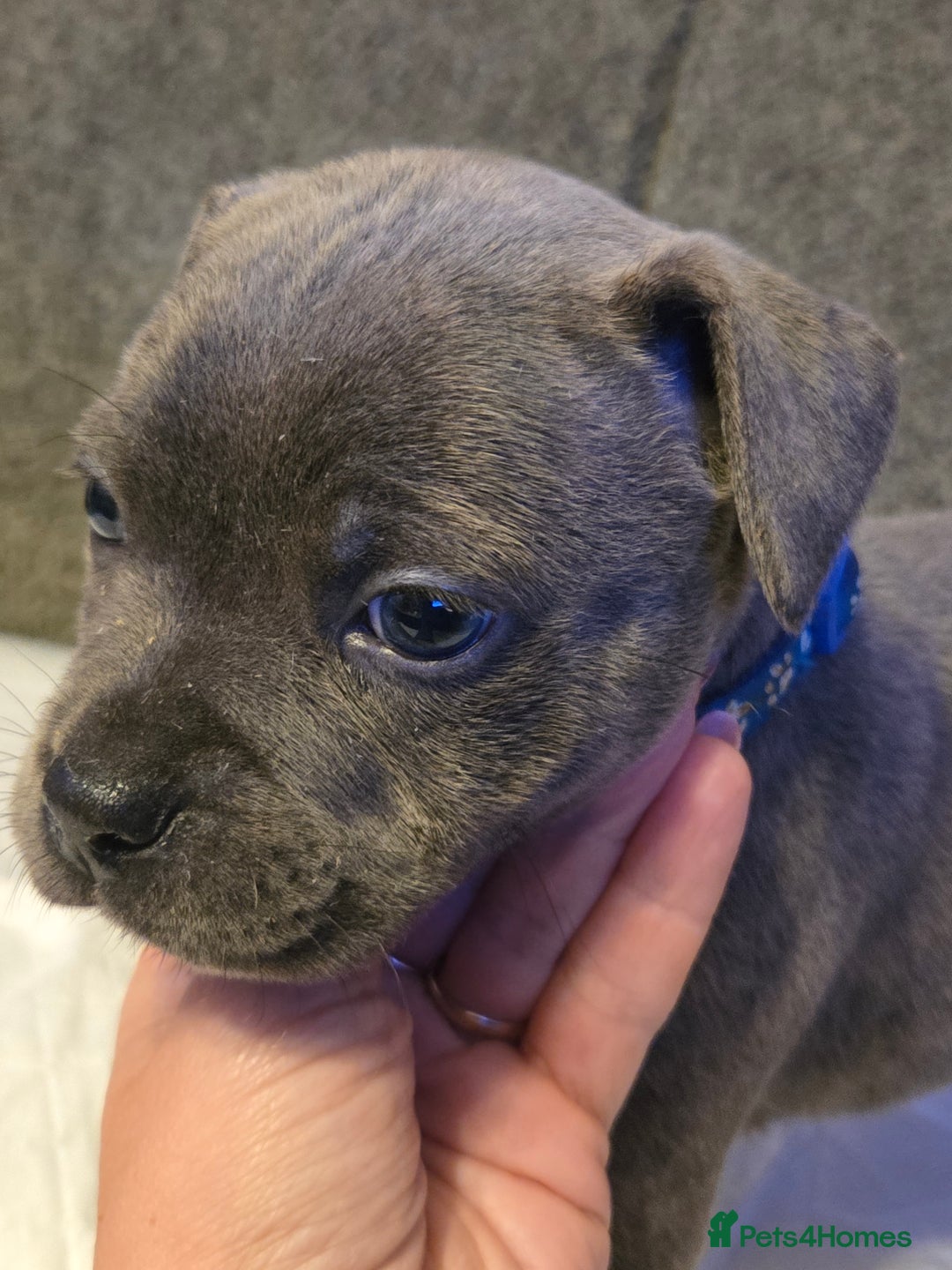 Staffordshire Bull Terrier dogs for sale: Red blue brindle Puppys Staffordshire bull terier  - Advert 15