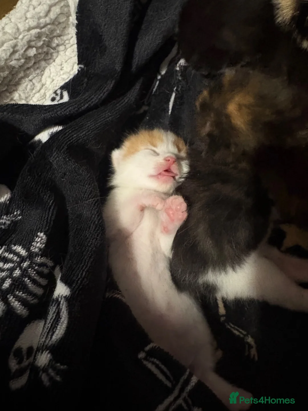 British Shorthair cats for sale: kittens for sale. - Advert 2