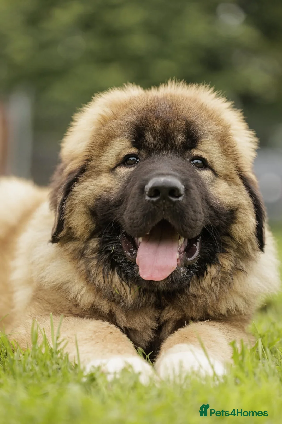 Caucasian Shepherd Dog dogs for sale: Caucasian Shepherd ( Caucasian Ovcharka ) RKC regg - Advert 4