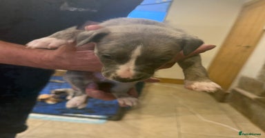 Whippet dogs Stunning show quality whippet pups  - Advert 7