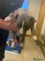 Whippet dogs Stunning show quality whippet pups - Advert 7