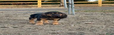 Bloodhound 1