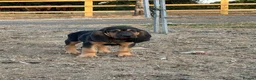 Bloodhound dogs for sale: Bloodhound puppies  in Dereham - Advert 10