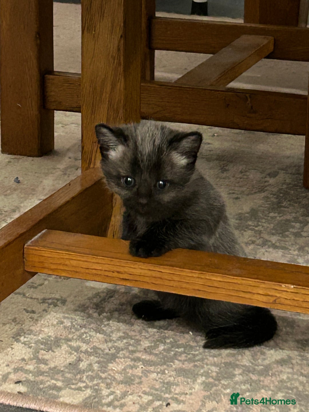 Siamese cats for sale: Siamese cross  - Image 10