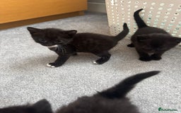 Mixed Breed cats for sale: Mixed breed Tabbies  - Image 13