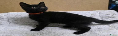 Girl orange collar 